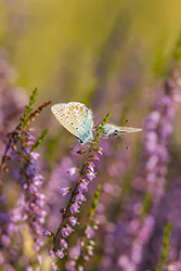 Modraszek ikar (Polyommatus icarus)