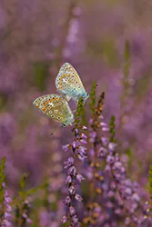 Modraszek ikar (Polyommatus icarus)