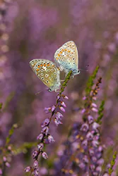 Modraszek ikar (Polyommatus icarus)