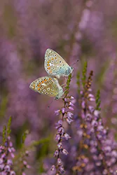 Modraszek ikar (Polyommatus icarus)