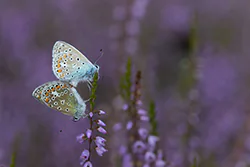 Modraszek ikar (Polyommatus icarus)