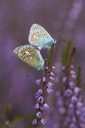 Modraszek ikar (Polyommatus icarus)