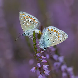 Modraszek ikar (Polyommatus icarus)