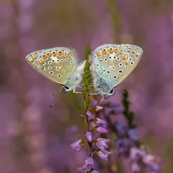 Modraszek ikar (Polyommatus icarus)