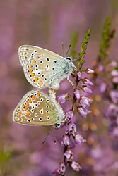 Modraszek ikar (Polyommatus icarus)