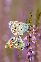 Modraszek ikar (Polyommatus icarus)