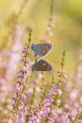 Modraszek ikar (Polyommatus icarus)