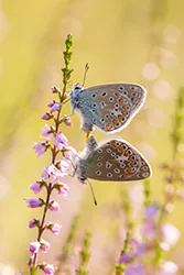 Modraszek ikar (Polyommatus icarus)
