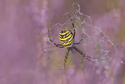 Tygrzyk paskowany (Argiope bruennichi)