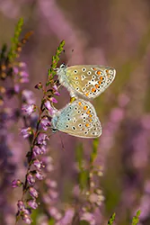Modraszek ikar (Polyommatus icarus)