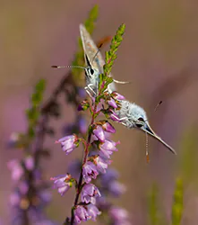 Modraszek ikar (Polyommatus icarus)