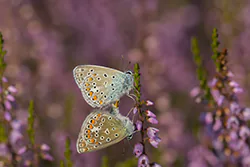Modraszek ikar (Polyommatus icarus)