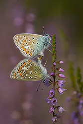 Modraszek ikar (Polyommatus icarus)