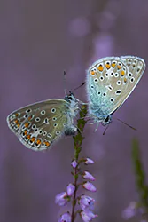 Modraszek ikar (Polyommatus icarus)