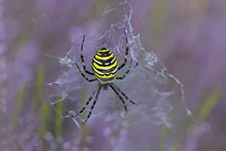 Tygrzyk paskowany (Argiope bruennichi)