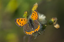 Czerwończyk żarek (Lycaena phlaeas)