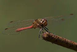Ruddy Darter (Sympetrum sanguineum)