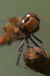 Ruddy Darter (Sympetrum sanguineum)