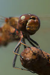 Ruddy Darter (Sympetrum sanguineum)