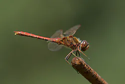 Ruddy Darter (Sympetrum sanguineum)
