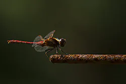 Ruddy Darter (Sympetrum sanguineum)