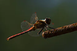 Ruddy Darter (Sympetrum sanguineum)