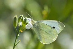 Bielinek kapustnik (Pieris brassicae)