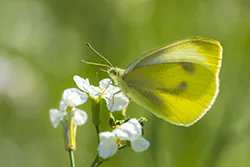 Bielinek kapustnik (Pieris brassicae)