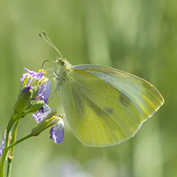 Bielinek kapustnik (Pieris brassicae)