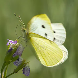 Bielinek kapustnik (Pieris brassicae)
