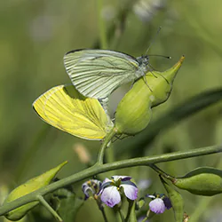 Green-veined White (Pieris napi)