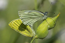 Green-veined White (Pieris napi)