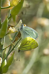 Green-veined White (Pieris napi)