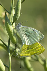 Green-veined White (Pieris napi)