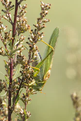 Pasikonik zielony (Tettigonia viridissima)