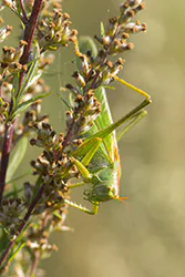 Pasikonik zielony (Tettigonia viridissima)