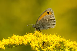 Small Heath (Coenonympha pamphilus)