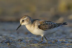 Biegus malutki (Calidris minuta)
