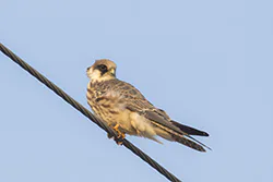 Kobczyk (Falco vespertinus)