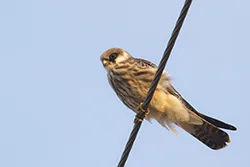 Kobczyk (Falco vespertinus)
