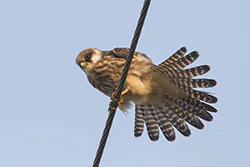 Kobczyk (Falco vespertinus)
