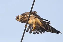 Kobczyk (Falco vespertinus)