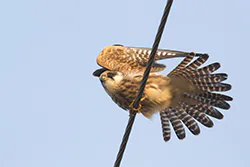 Kobczyk (Falco vespertinus)