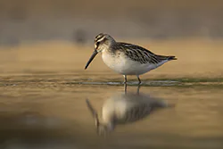 Biegus płaskodzioby (Calidris falcinellus)