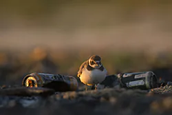 Sieweczka obrożna (Charadrius hiaticula)