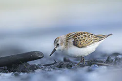 Biegus malutki (Calidris minuta)