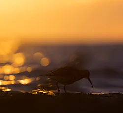 Biegus zmienny (Calidris alpina)