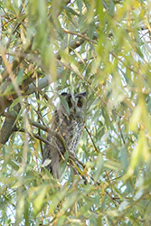 Uszatka (Asio otus)