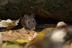 Myszarka leśna (Apodemus flavicollis)