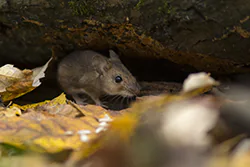 Myszarka leśna (Apodemus flavicollis)